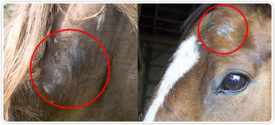 Horse Damage from scratching