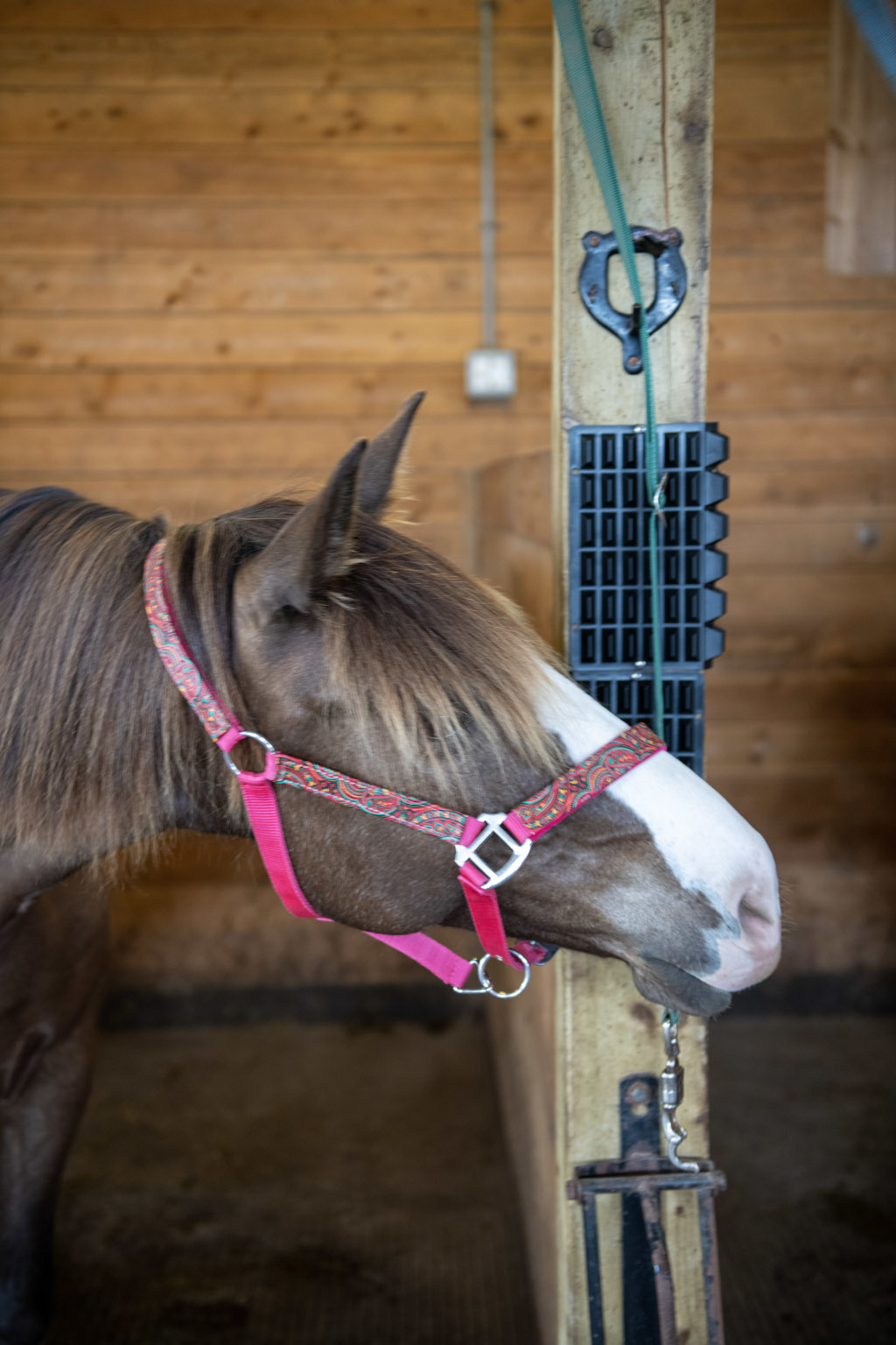 General loves his new corner scratching post