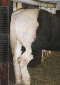 Horse Using Equine Scratcher