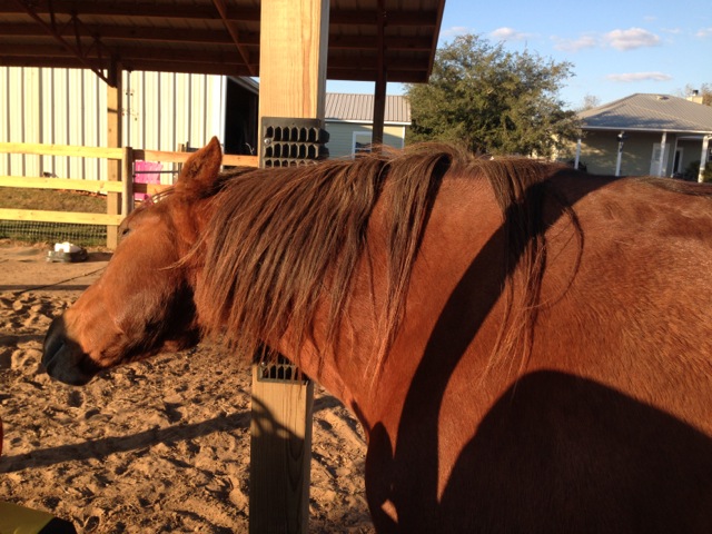 Horse Scratching